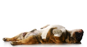 Cute photo of Hospitality Hound