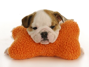 Cute photo of Hospitality Hound