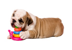 Cute photo of Hospitality Hound