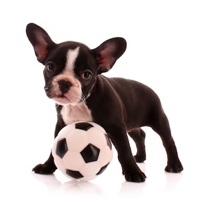 Cute photo of Hospitality Hound