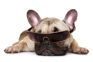 Cute photo of Hospitality Hound