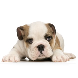 Cute photo of Hospitality Hound