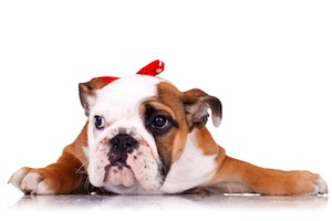 Cute photo of Hospitality Hound