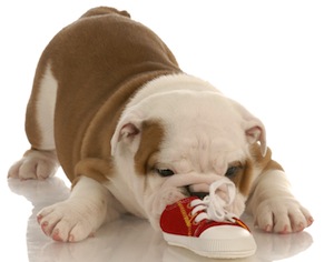 Cute photo of Hospitality Hound