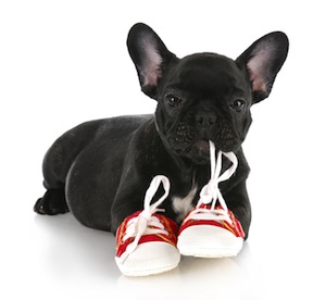Cute photo of Hospitality Hound
