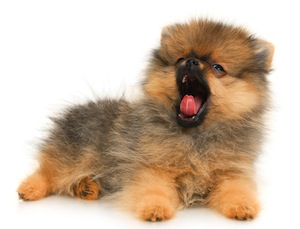 Cute photo of Hospitality Hound
