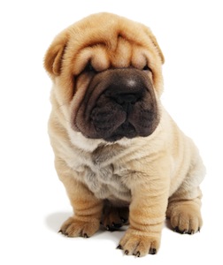 Cute photo of Hospitality Hound