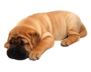 Cute photo of Hospitality Hound