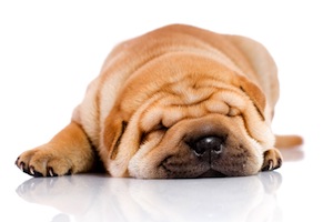 Cute photo of Hospitality Hound