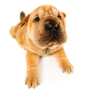 Cute photo of Hospitality Hound