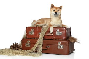 Cute photo of Hospitality Hound