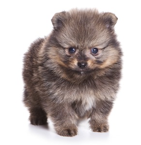 Cute photo of Hospitality Hound