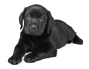 Cute photo of Hospitality Hound