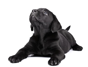 Cute photo of Hospitality Hound