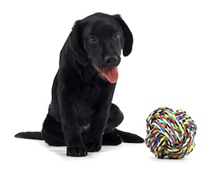 Cute photo of Hospitality Hound