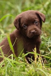 Cute photo of Hospitality Hound