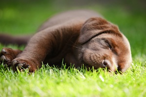 Cute photo of Hospitality Hound