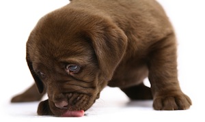 Cute photo of Hospitality Hound