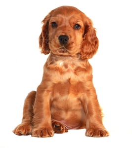 Cute photo of Hospitality Hound