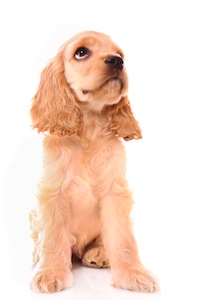 Cute photo of Hospitality Hound