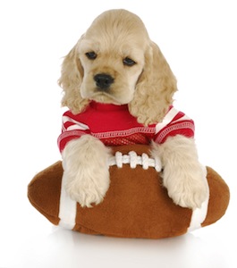 Cute photo of Hospitality Hound