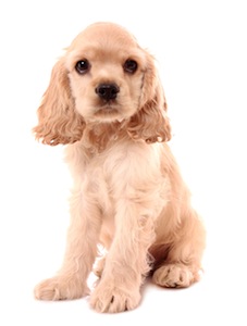 Cute photo of Hospitality Hound