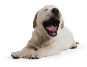 Cute photo of Hospitality Hound
