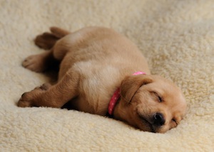 Cute photo of Hospitality Hound