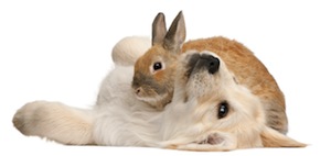 Cute photo of Hospitality Hound