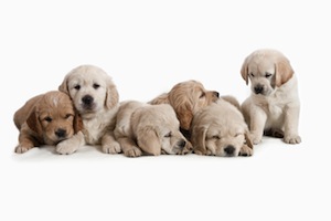 Cute photo of Hospitality Hound