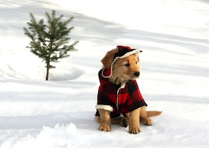 Cute photo of Hospitality Hound