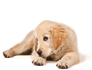 Cute photo of Hospitality Hound