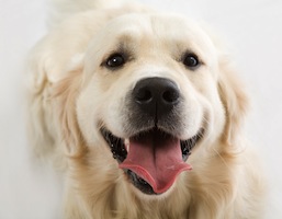 Cute photo of Hospitality Hound