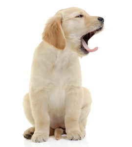 Cute photo of Hospitality Hound