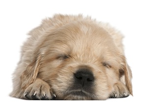Cute photo of Hospitality Hound