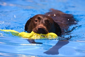 Cute photo of Hospitality Hound