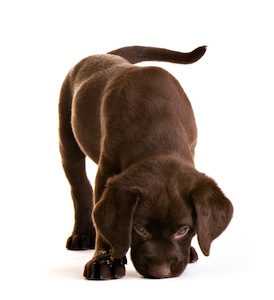 Cute photo of Hospitality Hound