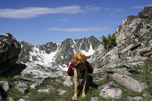 Cute photo of Hospitality Hound