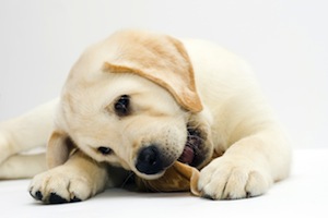 Cute photo of Hospitality Hound