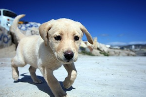 Cute photo of Hospitality Hound