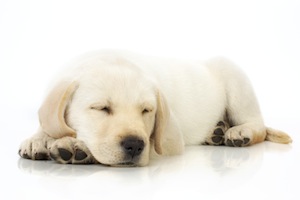 Cute photo of Hospitality Hound