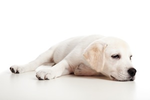 Cute photo of Hospitality Hound