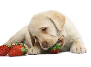 Cute photo of Hospitality Hound