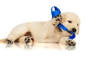 Cute photo of Hospitality Hound