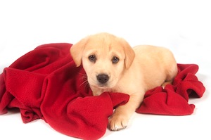 Cute photo of Hospitality Hound