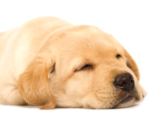 Cute photo of Hospitality Hound