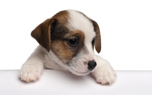 Cute photo of Hospitality Hound