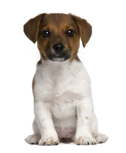 Cute photo of Hospitality Hound