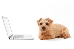 Cute photo of Hospitality Hound