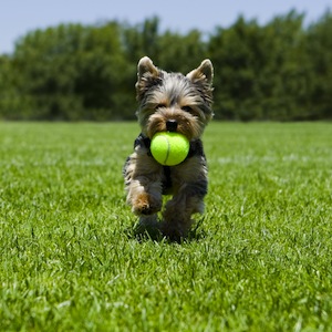 Cute photo of Hospitality Hound